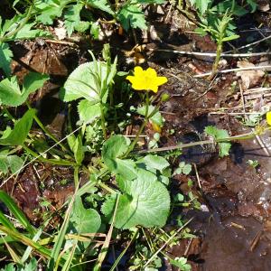 Photographie n°2554246 du taxon Caltha palustris L. [1753]