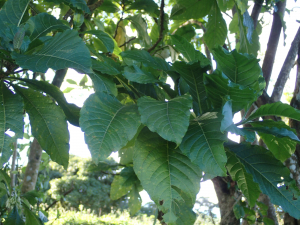 Sylvain Piry, le 28 janvier 2023 (Sainte-Marie (Martinique, Sainte-Marie, près Forêt de Reculée (381 m)))
