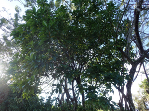 Sylvain Piry, le 28 janvier 2023 (Sainte-Marie (Martinique, Sainte-Marie, près Forêt de Reculée (381 m)))