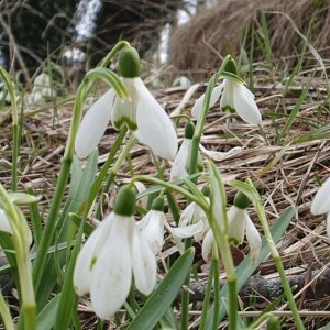Photographie n°2554352 du taxon Galanthus nivalis L.