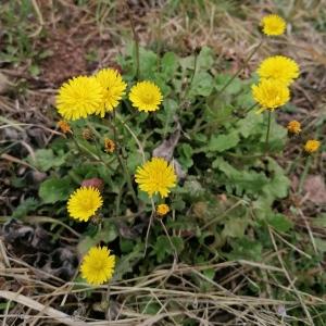 Photographie n°2554369 du taxon Crepis sancta (L.) Bornm.