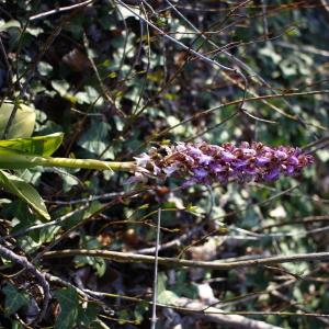 Photographie n°2554383 du taxon Himantoglossum robertianum (Loisel.) P.Delforge