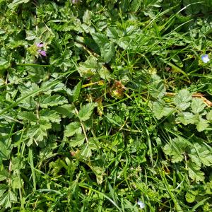 Photographie n°2554398 du taxon Erodium moschatum (L.) L'Hér.