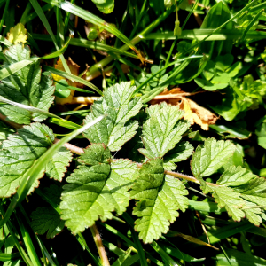 Photographie n°2554399 du taxon Erodium moschatum (L.) L'Hér.