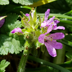 Photographie n°2554401 du taxon Erodium moschatum (L.) L'Hér.