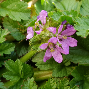 Photographie n°2554402 du taxon Erodium moschatum (L.) L'Hér.