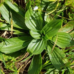 Photographie n°2554403 du taxon Plantago media L.