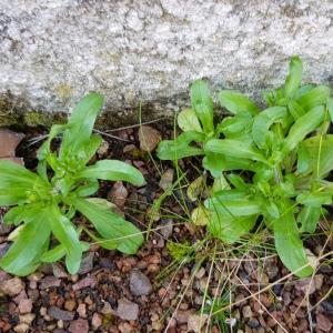 Photographie n°2554410 du taxon Valerianella locusta (L.) Laterr.