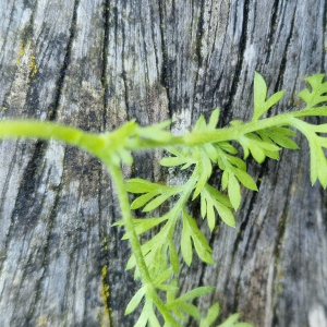 Photographie n°2554490 du taxon Cotula australis (Sieber ex Spreng.) Hook.f. [1853]