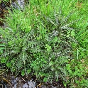 Photographie n°2554508 du taxon Cirsium palustre (L.) Scop. [1772]