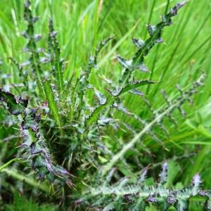 Photographie n°2554509 du taxon Cirsium palustre (L.) Scop. [1772]