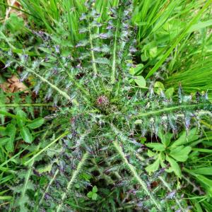 Photographie n°2554511 du taxon Cirsium palustre (L.) Scop. [1772]