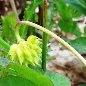 Photographie n°2554515 du taxon Anemone nemorosa L. [1753]