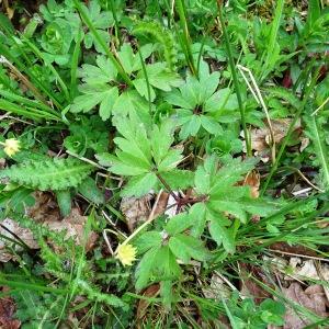 Photographie n°2554516 du taxon Anemone nemorosa L. [1753]