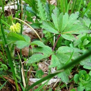 Photographie n°2554517 du taxon Anemone nemorosa L. [1753]