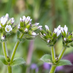 Photographie n°2554548 du taxon Cerastium glomeratum Thuill.