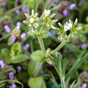 Photographie n°2554551 du taxon Cerastium glomeratum Thuill.