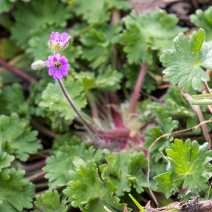 Photographie n°2554555 du taxon Geranium molle L.