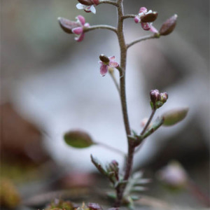 Photographie n°2554639 du taxon Hornungia petraea (L.) Rchb.