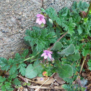 Photographie n°2554640 du taxon Erodium cicutarium (L.) L'Hér.