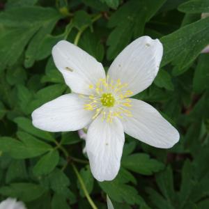 Photographie n°2554723 du taxon Anemone nemorosa L. [1753]