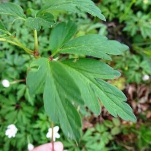 Photographie n°2554724 du taxon Anemone nemorosa L. [1753]