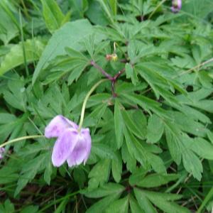 Photographie n°2554727 du taxon Anemone nemorosa L. [1753]