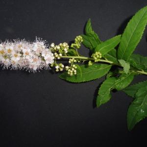  - Spiraea L. [1753]