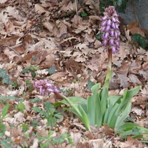Photographie n°2554849 du taxon Himantoglossum robertianum (Loisel.) P.Delforge