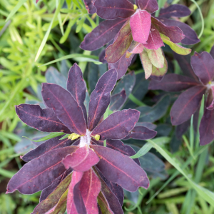 Photographie n°2554860 du taxon Euphorbia amygdaloides L. [1753]