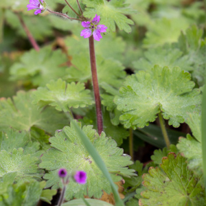 Photographie n°2554874 du taxon Geranium molle L. [1753]