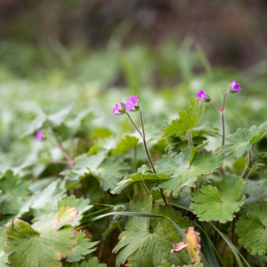 Photographie n°2554875 du taxon Geranium molle L. [1753]