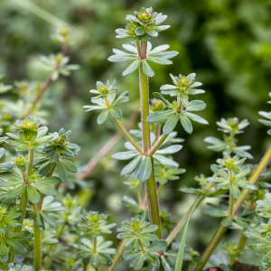 Photographie n°2554880 du taxon Galium mollugo L. [1753]