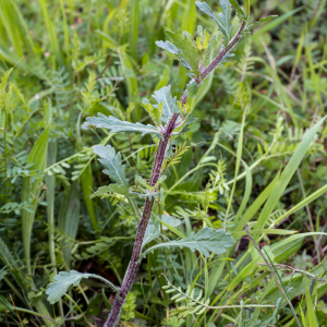 Photographie n°2554886 du taxon Leucanthemum vulgare Lam.