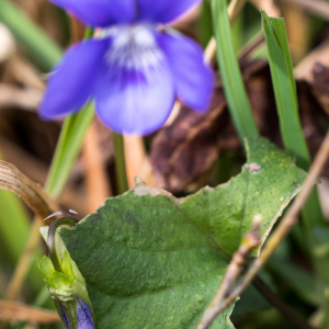 Photographie n°2554920 du taxon Viola riviniana Rchb.
