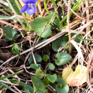 Photographie n°2554921 du taxon Viola riviniana Rchb.