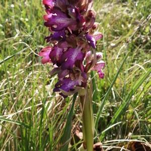 Photographie n°2555087 du taxon Himantoglossum robertianum (Loisel.) P.Delforge