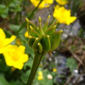 Photographie n°2555117 du taxon Caltha palustris L. [1753]