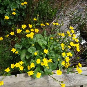 Photographie n°2555119 du taxon Caltha palustris L. [1753]