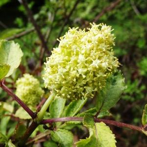 Photographie n°2555120 du taxon Sambucus racemosa L. [1753]