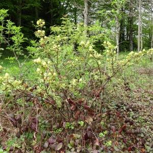 Photographie n°2555123 du taxon Sambucus racemosa L. [1753]