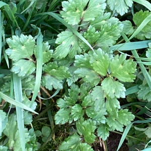 Photographie n°2555193 du taxon Ranunculus repens L.