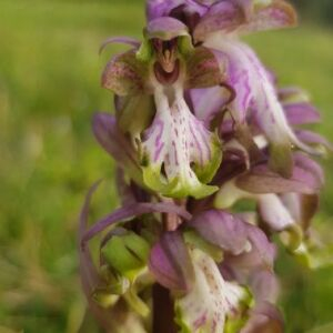Photographie n°2555203 du taxon Himantoglossum robertianum (Loisel.) P.Delforge