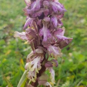 Photographie n°2555204 du taxon Himantoglossum robertianum (Loisel.) P.Delforge