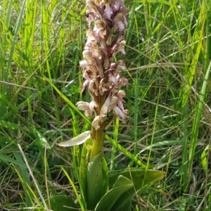 Photographie n°2555207 du taxon Himantoglossum robertianum (Loisel.) P.Delforge