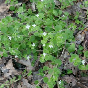 Photographie n°2555239 du taxon Veronica cymbalaria Bodard [1798]