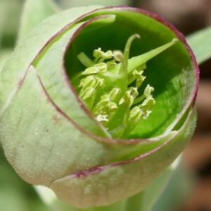 Photographie n°2555246 du taxon Helleborus foetidus L. [1753]