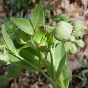 Photographie n°2555250 du taxon Helleborus foetidus L. [1753]