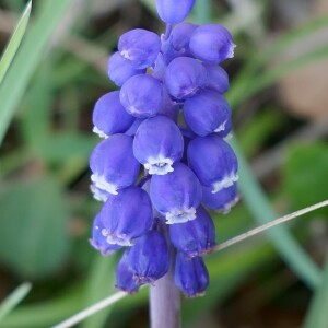 Photographie n°2555251 du taxon Muscari motelayi Foucaud