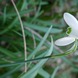 Photographie n°2555273 du taxon Galanthus nivalis L. [1753]